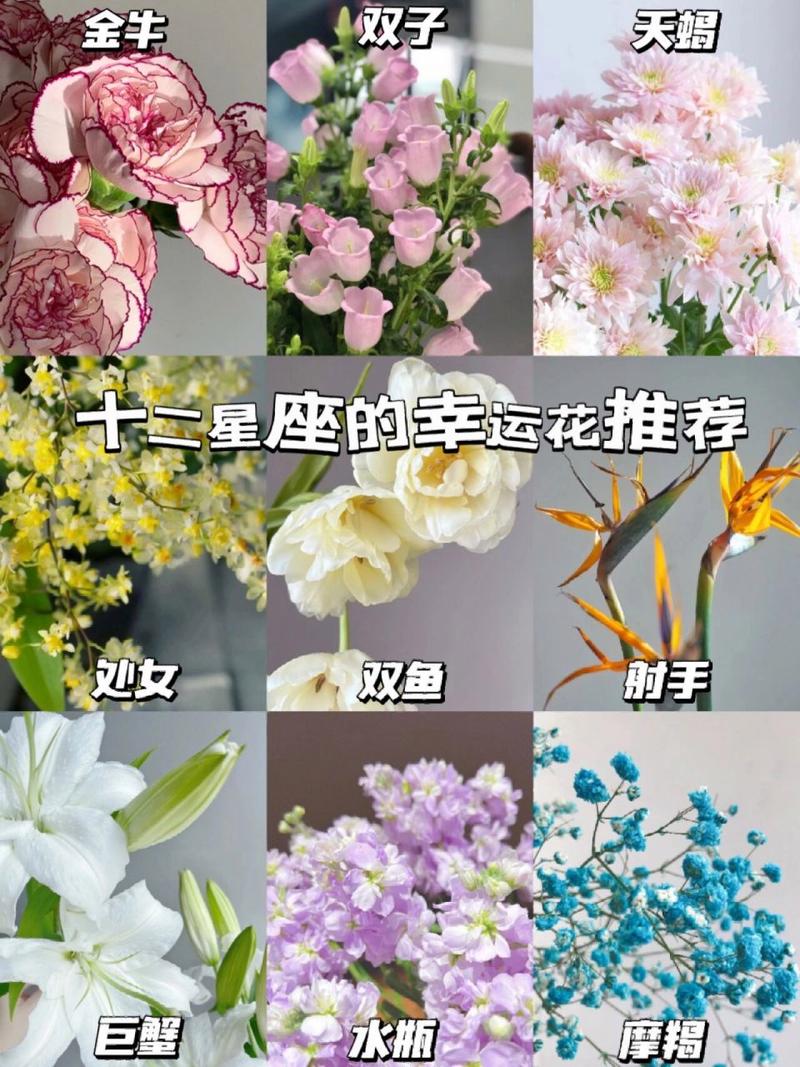十二星座最爱幸运花 十二星座对应幸运花