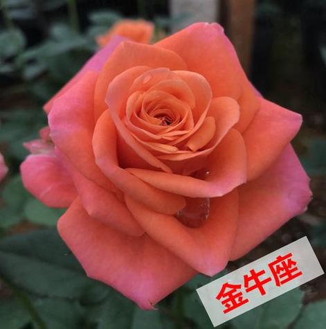 金牛座最喜欢的花 金牛座不喜欢二选一