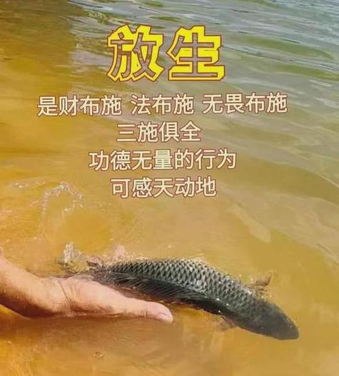 算命.放生 用生辰八字放生