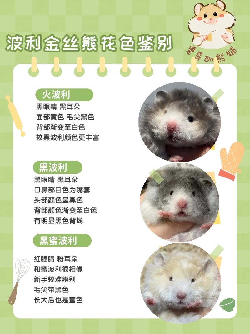 金丝熊色系和名字配对图 金丝熊的颜色代表性格吗